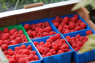 Juicy organic Norwegian raspberies in a coloful boxes. Fresh berries just picked up in the garden in a countryside ready for healthy snacks and desserts.