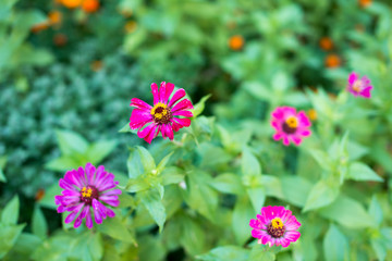 Flower major. Zinnia elegans. Flower pale pink. Close-up. On blurred background. Field. Floriculture. Large flowerbed. Horizontal photo