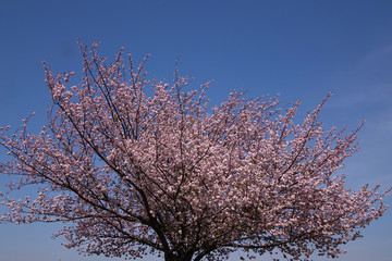 青空と桜の木_634