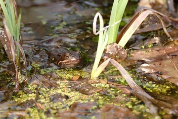 European common brown frog