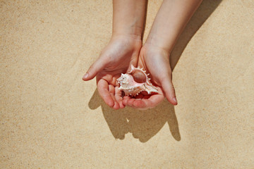 Pink sea shell as a symbol of women health cared in hands