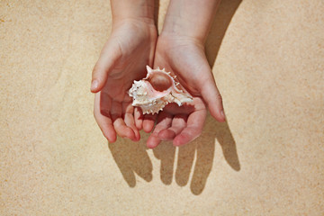 Pink sea shell as a symbol of women health cared in hands