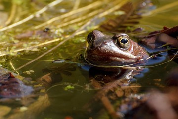 European common brown frog