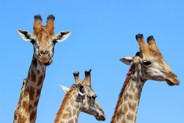 Fototapeta premium A small family of giraffes in South Africa