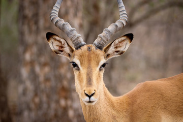 Impala in south africa