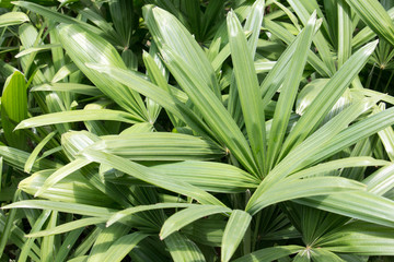 green palm isolated background,tall palm