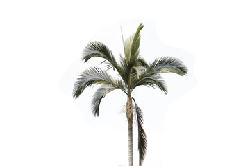 green palm isolated background,tall palm