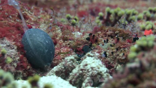 Langoust spiny lobster on background colorful corals underwater on bottom sea. Swimming in world of beautiful wildlife of reefs. Inhabitants in search of food. Abyssal relax diving.