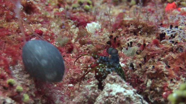 Langoust spiny lobster on background colorful corals underwater on bottom sea. Swimming in world of beautiful wildlife of reefs. Inhabitants in search of food. Abyssal relax diving.