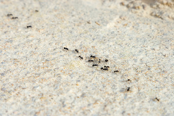 a lot of ants traveling in a row on the pavement in Spain