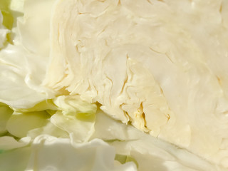 Macro closeup shot of cabbage natural texture surface background