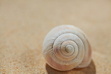 Sea shell on beach sand