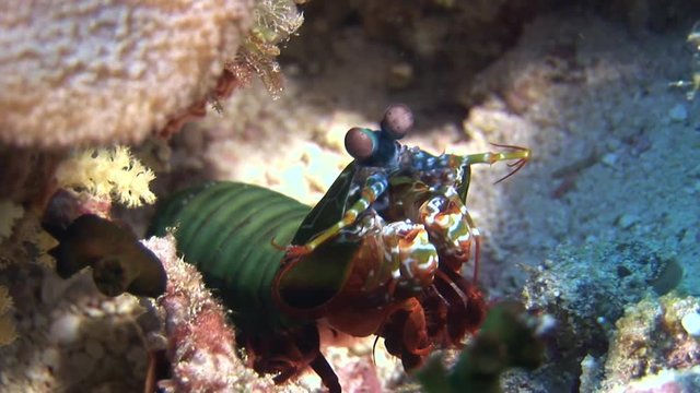 Langoust spiny lobster on background colorful corals underwater on bottom sea. Swimming in world of beautiful wildlife of reefs. Inhabitants in search of food. Abyssal relax diving.