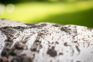 Wedding rings on trunk tree bark