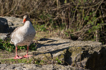 Bird Outdoors Wildlife River Lake Water Standing Looking Feathers Wings Closeup Detail Animals Goose Duck