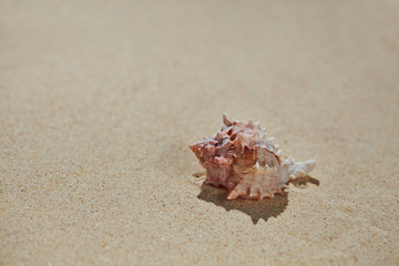 Fototapeta na wymiar Sea shell on beach sand