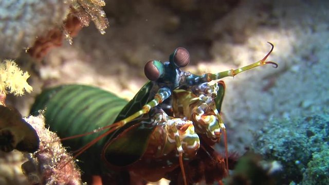 Langoust spiny lobster in search of food on background underwater on bottom sea. Swimming in world of beautiful wildlife of reefs. Abyssal relax diving.