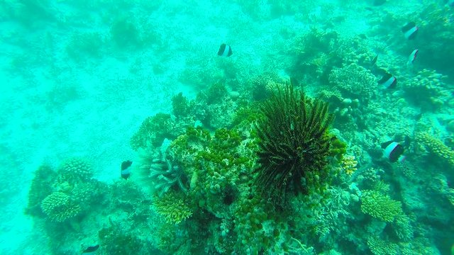 Ocean scenery on shallow coral reef. Underwater video of the ocean. Small fish swim erratically and hidden by algae. Colored corals and fish in the Maldives.