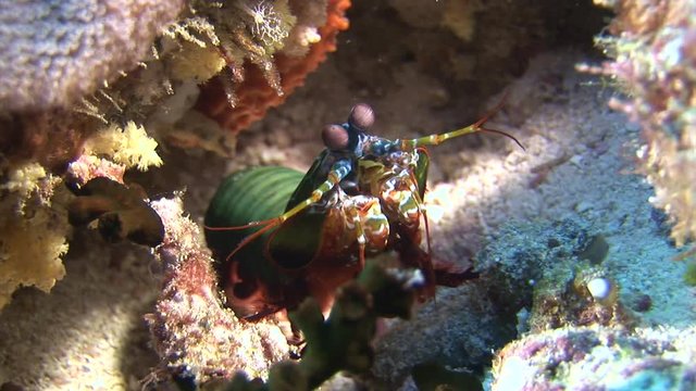 Langoust spiny lobster on background colorful corals underwater on bottom sea. Swimming in world of beautiful wildlife of reefs. Inhabitants in search of food. Abyssal relax diving.