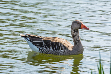 Bird Outdoors Wildlife River Lake Water Standing Looking Feathers Wings Closeup Detail Animals Goose Duck