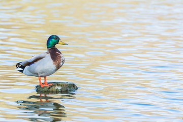 Bird Outdoors Wildlife River Lake Water Standing Looking Feathers Wings Closeup Detail Animals Goose Duck