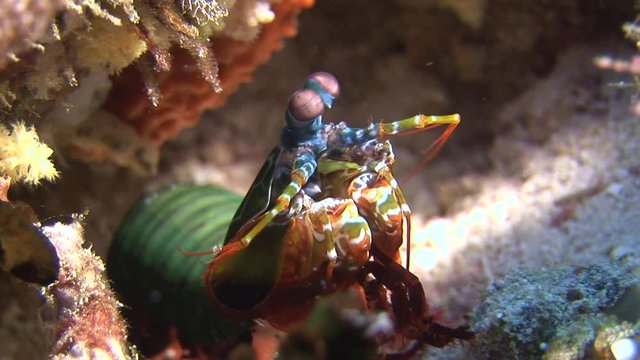 Langoust spiny lobster on background colorful corals underwater on bottom sea. Swimming in world of beautiful wildlife of reefs. Inhabitants in search of food. Abyssal relax diving.
