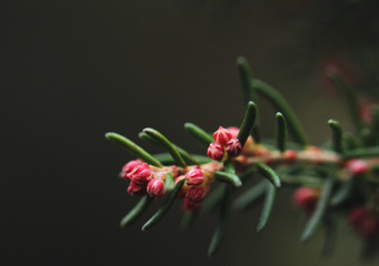 Pink flower