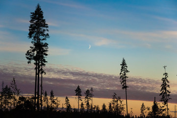 Silhouettes of high pines in the sunset sky