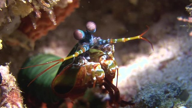 Langoust spiny lobster in search of food on background underwater on bottom sea. Swimming in world of beautiful wildlife of reefs. Abyssal relax diving.