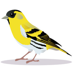 Siskin bird