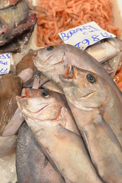 Goldbrasse im Fischmarkt von Cadiz