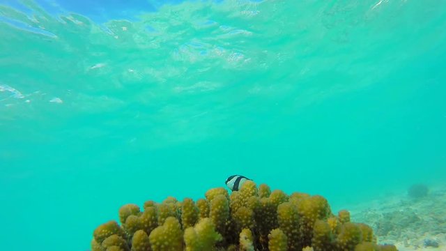 Ocean scenery on shallow coral reef. Underwater video of the ocean. Small fish swim erratically and hidden by algae. Colored corals and fish in the Maldives.