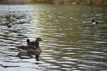 duck and lake