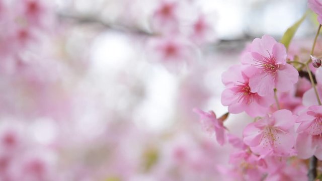 風に揺れる桜の花
