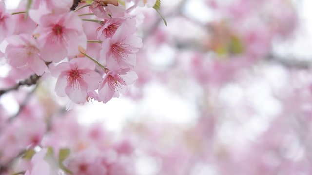 風に揺れる桜の花
