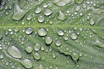 Raindrops shining on the green leaf