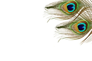 Obraz premium peacock feathers in white background with text copy space