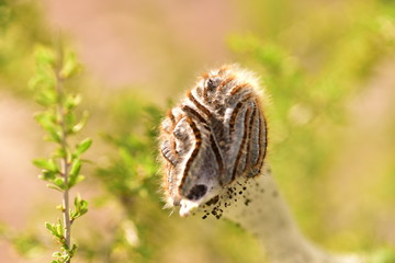 Tent Caterpillars in a nest in the Mojave desert.