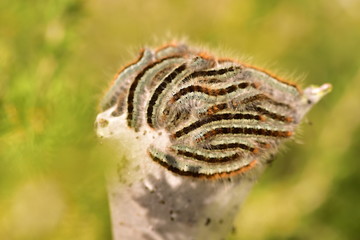 Tent Caterpillars in a nest in the Mojave desert.