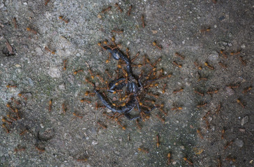 ants eating scorpions