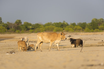 Fototapeta na wymiar Beef cattle on the beach .