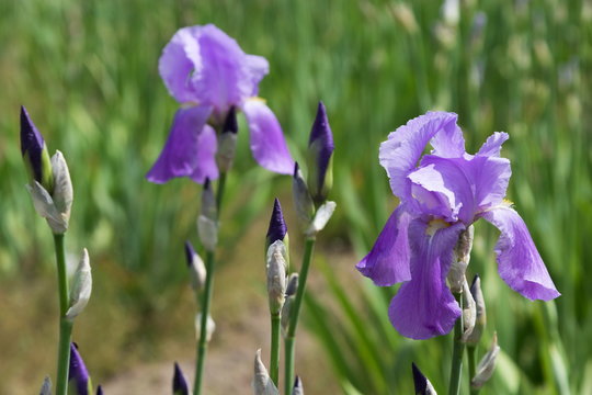 Blossoming iris in a garden