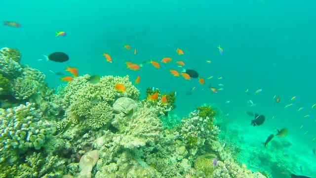 Ocean scenery on shallow coral reef. Underwater video of the ocean. Small fish swim erratically and hidden by algae. Colored corals and fish in the Maldives.