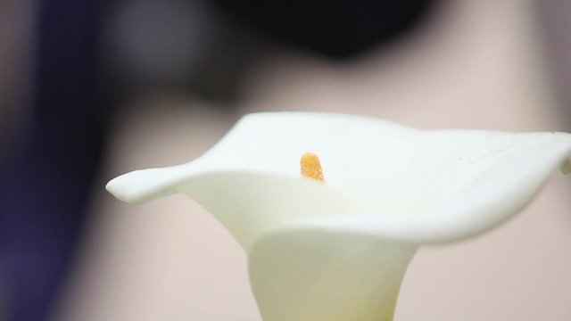 Calla Flower isolated depth of field. Flower Bud.