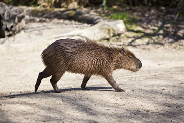 Capybara / Cabiais
