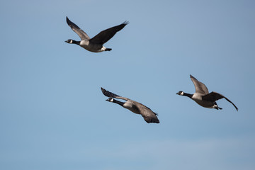 Canada Goose, Branta Canadensis