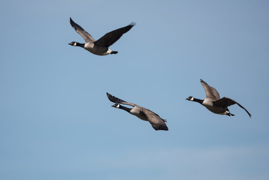 Canada Goose, Branta Canadensis