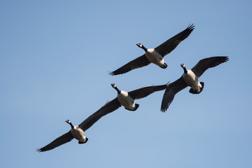 Canada Goose, Branta Canadensis