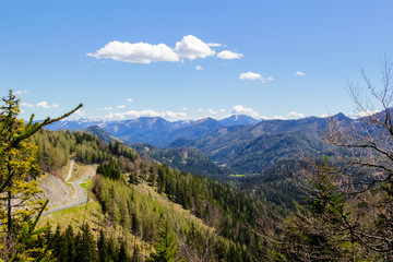 Alpine Forest Road Spring