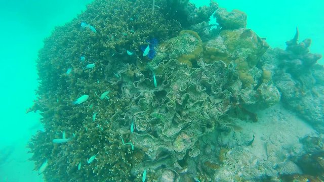 Ocean scenery on shallow coral reef. Underwater video of the ocean. Small fish swim erratically and hidden by algae. Colored corals and fish in the Maldives.